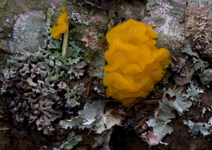 04 Jelly Fungus 6921.jpg